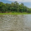 As we entered the Ecological Park of Lake Janauari, we stopped our boat to appreciate nature's sounds. Ao entrarmos no Parque Ecológico do Lago Janauari, paramos o barco a fim de apreciar os sons da natureza. : Amazonas, Brazil, Manaus
