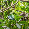 As soon as began our walk, we got surrounded by various monkeys. Assim que começamos nossa caminhada, fomos circundados por macaquinhos. : Amazonas, Brazil, Manaus