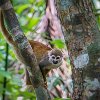 They were just as curious about us as we were about them. Eles eram muito curiosos sobre nós assim como nós por eles. : Amazonas, Brazil, Manaus