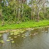 At the end of the trail, the giant water lillies. No final da trilha as vitórias-régias. : Amazonas, Brazil, Manaus
