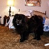 1998-06-26 01 Bear