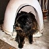 1998-06-26 02 Bear dogloo