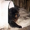 1998-06-26 03 Bear doglooside
