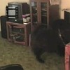 Bear would get so excited before a walk; here you can see it. Antes de ir passear o Bear ficava super feliz; aqui se pode ver.