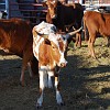 Longhorns