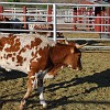 The ranch hires longhorn experts to examine the purity of the breed. O rancho contrata pessoas especializadas para examinar a pureza da raça.