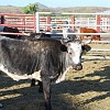 This morning we were treated to a mini lecture by a longhorn specialist. Nessa manhã nós tivemos o prazer de ouvir uma explicação de um especialista sobre essa raça de chifres longos.