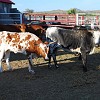 DSC 0016
