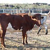 From the cow&#39;s face format to the length of the horns, everything matters. Do formato do rosto da vaca ao comprimento dos chifres, tudo se leva en consideração.