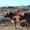 DSC 0022