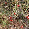 Tasajillo or Christmas catus. Tasajilho ou cáctus de Natal.