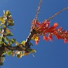 An early morning hike at the Sauceda Nature Trail: Ocotillo flowers. Uma caminha matinal na Trilha da Natureza em Sauceda: flores do Ocotilho. : Big Bend Ranch State Park