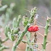 Christmas Cholla (Tasajillo). Um tipo de cactus do deserto chamado Cholha de Natal. : Big Bend Ranch State Park