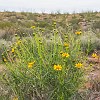 113DSC00481 : Big Bend Ranch State Park