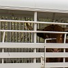 One of the biggest surprises this year is that our visit coincided with a cattle auction. Uma grande surpresa para nós este ano foi que a nossa visita coincidiu com um leilão de gado. : Big Bend Ranch State Park