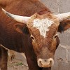 Dozens of Longhorns were on sale. Dúzias de gado (Longhorn) estavam à venda. : Big Bend Ranch State Park