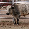 116DSC00483 : Big Bend Ranch State Park