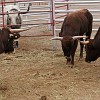 119DSC00488 : Big Bend Ranch State Park
