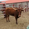 120DSC00489 : Big Bend Ranch State Park