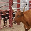 121DSC00490 : Big Bend Ranch State Park