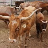 122DSC00493 : Big Bend Ranch State Park