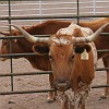 123DSC00494 : Big Bend Ranch State Park