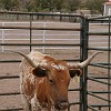 124DSC00495 : Big Bend Ranch State Park
