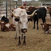 125DSC00496 : Big Bend Ranch State Park