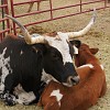 127DSC00497 : Big Bend Ranch State Park