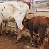128DSC00499 : Big Bend Ranch State Park