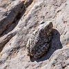 094DSC00539 : Big Bend Ranch State Park, Cinco Tinajas