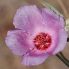 099DSC00549 : Big Bend Ranch State Park, Cinco Tinajas