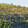 003DSC00367 : Big Bend Ranch State Park