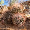 027DSC00412 : Big Bend Ranch State Park