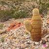 Rainbow cactus. Cactus Arco-íris. : Big Bend Ranch State Park