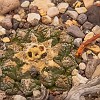 Living Rock: this cactus grows in the rock. Pedra Viva: um cactus que cresce na pedra. : Big Bend Ranch State Park
