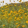 054DSC00446 : Big Bend Ranch State Park