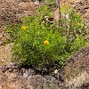 164DSC00615 : Big Bend Ranch State Park, Closed Canyon