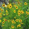 Lots of wildflowers still blooming.<br>Muitas flores silvestres ainda brotando.