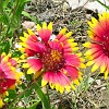 Indian blankets.<br>Essas flores se chamam de cobertores indígenas.