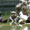 Check out the two turtles.<br>Vejam as duas tartarugas.