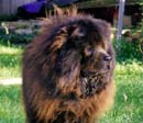 Bear (1999)