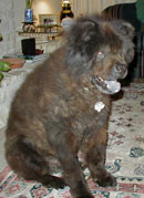 Bear (2004)