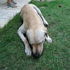 Fortal2010-057