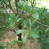 Fortal2010-077