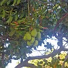 Mango tree