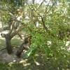 Cirigüela tree. : Fortaleza