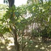 Sapoti tree. : Fortaleza