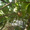 Sapoti. : Fortaleza