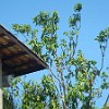 Mangoes : Fortaleza
